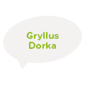 Gryllus Dorka