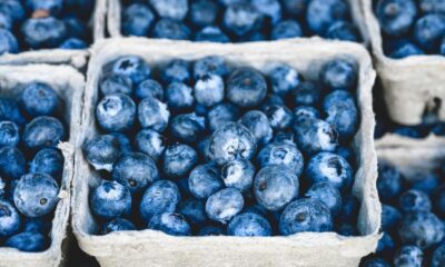 riszfehérje élelem